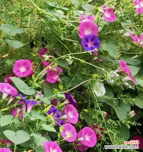 揭秘喇叭花的风水学 喇叭花的风水寓意与摆放位置