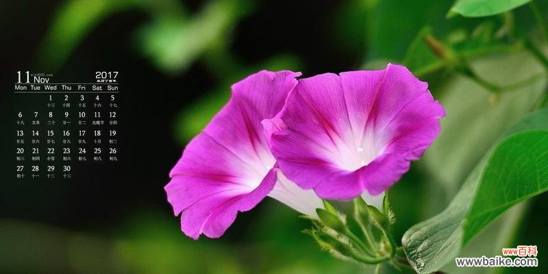 揭秘喇叭花的风水学 喇叭花的风水寓意与摆放位置