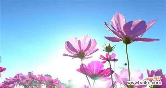 探究市花格桑花的意义与价值 市花格桑花的象征寓意