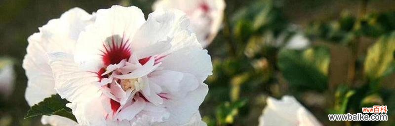 探索昆山市花的历史传承与文化底蕴 昆山的市花——牡丹花的美丽与意义