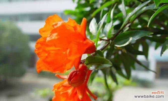 探索昆山市花的历史传承与文化底蕴 昆山的市花——牡丹花的美丽与意义