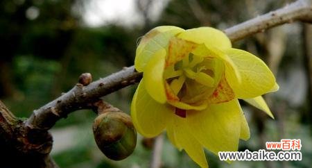 揭示腊梅花所传达的深刻寓意 腊梅花的花语与意义