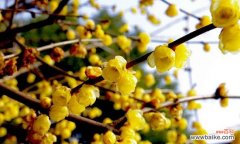 揭示腊梅花所传达的深刻寓意 腊梅花的花语与意义