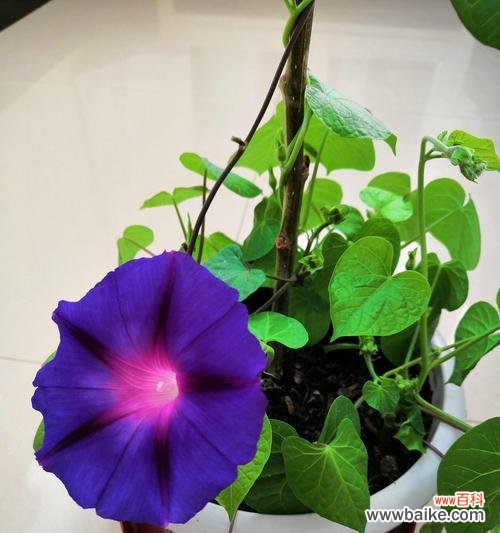 喇叭花的寓意和象征 喇叭花