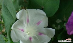 喇叭花的花语和寓意解读 喇叭花