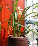 探索兰花所传递的精神寓意和象征意义 以兰花代表的人的品质与修养