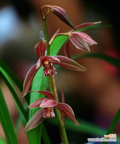 一朵充满高贵与纯洁的花朵 兰花的花语及象征意义