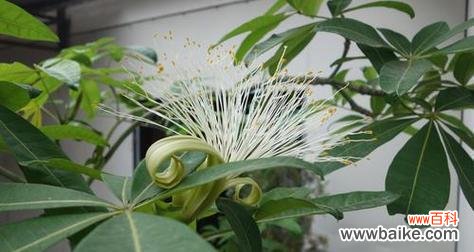 以蓝桉的花语及开花特点详解 以蓝桉的花语和开花特点