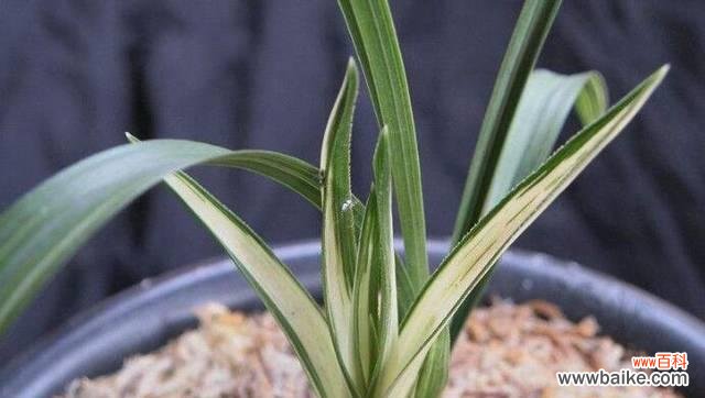 解密兰科植物的主要特征与独特魅力 探索兰科植物的神奇之处