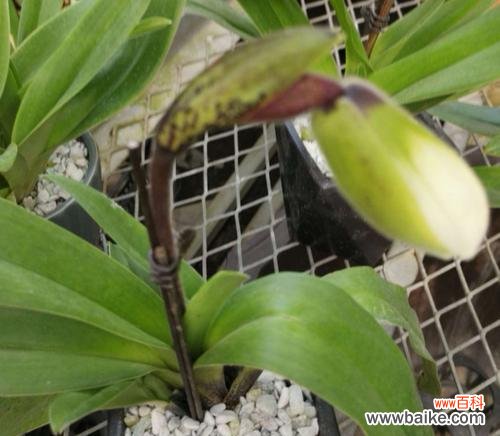 解密兰科植物的主要特征与独特魅力 探索兰科植物的神奇之处