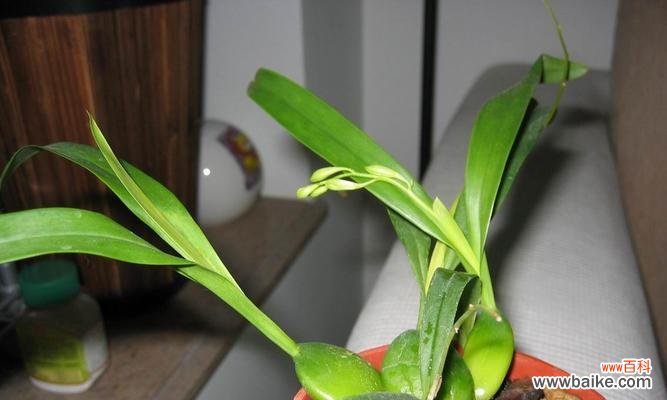 解密兰科植物的主要特征与独特魅力 探索兰科植物的神奇之处