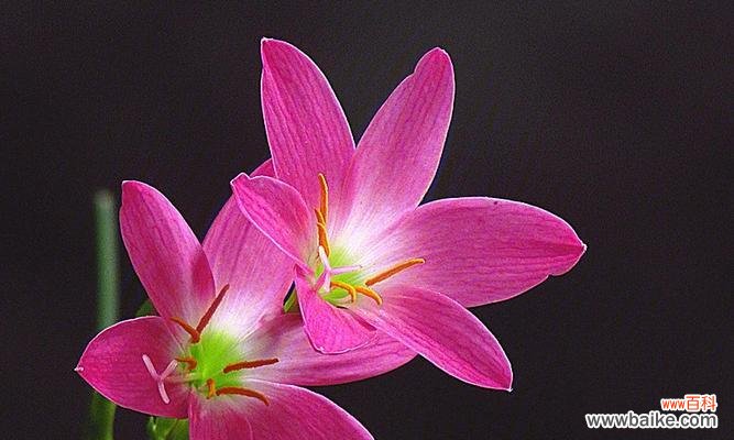 传达吉祥 兰花的花语与代表意义