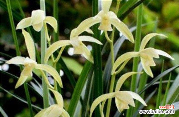 传达吉祥 兰花的花语与代表意义