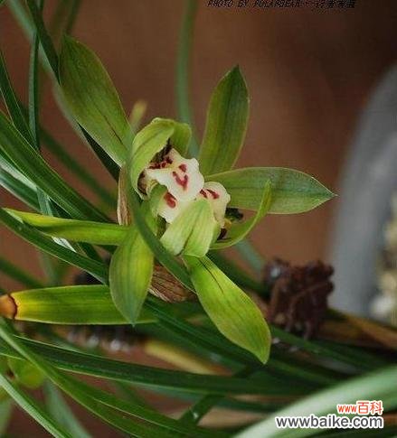 解读兰花的神秘之美与内涵 探寻兰花的花语和象征意义