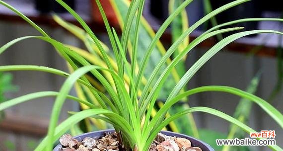 解读兰花的神秘之美与内涵 探寻兰花的花语和象征意义