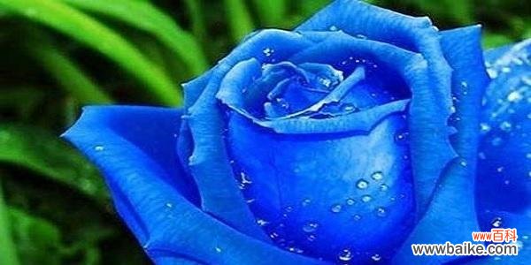 探索蓝玫瑰所传递的神秘与浪漫 以蓝玫瑰为主题的花语与代表意义