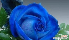 蓝玫瑰的神秘与浪漫 以蓝玫瑰花为象征的花语秘密