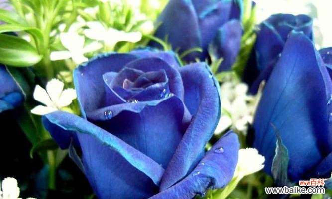 了解蓝玫瑰的特殊意义 以蓝玫瑰的花语及适合送给的人