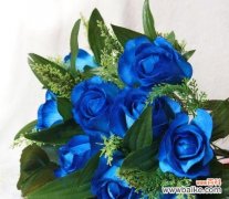 探寻蓝色妖姬花语的美妙之处 以蓝色妖姬的花语为主题的送花对象及意义解读