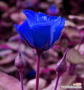 蓝色妖姬的花语传递着什么样的象征意义 蓝色妖姬的花语与寓意