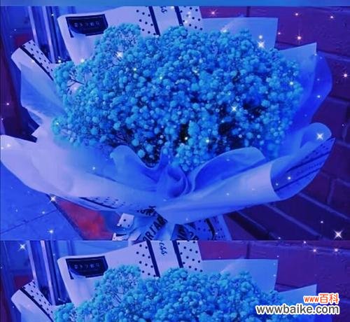 揭示蓝色满天星所代表的美好寓意 蓝色满天星的花语和寓意