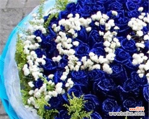 探寻蓝色满天星的花语与含义 蓝色满天星