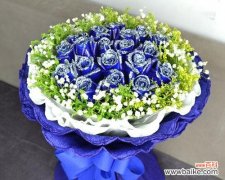 探寻蓝色满天星的花语与含义 蓝色满天星