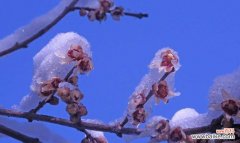 以蓝色腊梅为主题的文章探讨其寓意和风水意义 蓝色腊梅的象征与风水