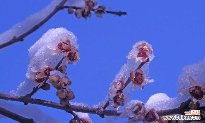以蓝色腊梅为主题的文章探讨其寓意和风水意义 蓝色腊梅的象征与风水
