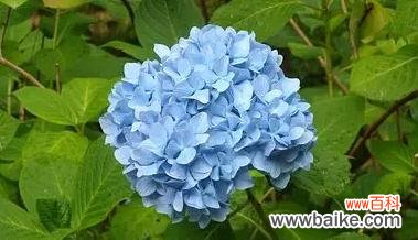 以蓝色腊梅为主题的文章探讨其寓意和风水意义 蓝色腊梅的象征与风水