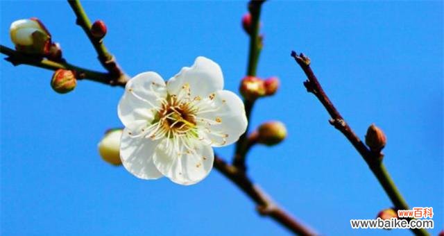 以蓝色腊梅为主题的文章探讨其寓意和风水意义 蓝色腊梅的象征与风水