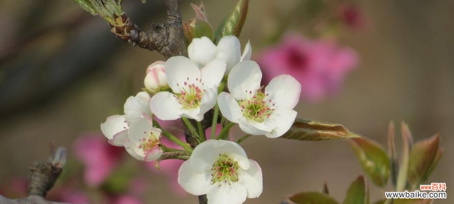 四季盛开的梨花 梨花花语与意义