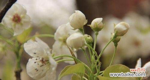 四季盛开的梨花 梨花花语与意义
