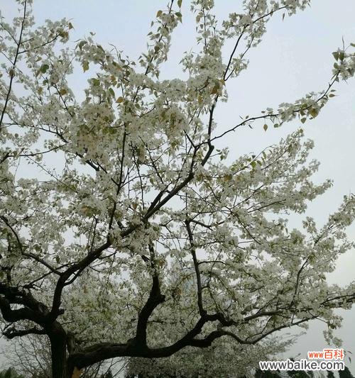 探寻梨花在文化中的多重含义与象征 梨花