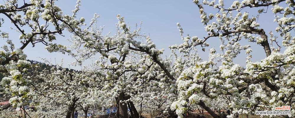 探寻梨花在文化中的多重含义与象征 梨花