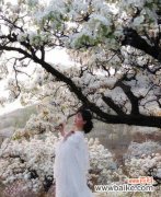 探寻梨花在文化中的多重含义与象征 梨花