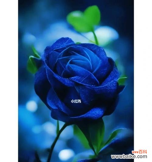 探秘蓝色妖姬的神秘花语 蓝色妖姬的花语