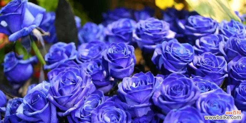 探秘蓝色妖姬的神秘花语 蓝色妖姬的花语