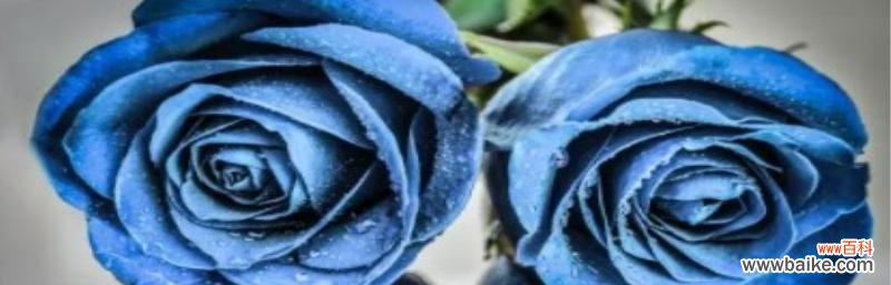 探秘蓝色妖姬的神秘花语 蓝色妖姬的花语