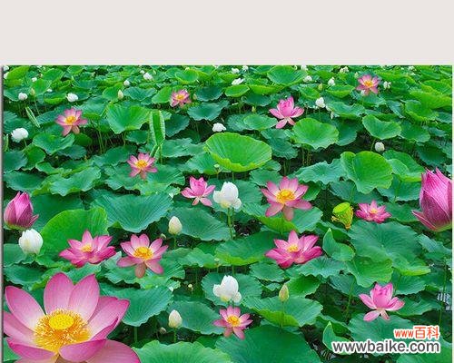 探索莲花的深层象征与风水学的应用 以莲花的寓意和象征风水