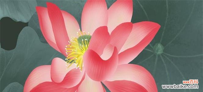 探索莲花的深层象征与风水学的应用 以莲花的寓意和象征风水