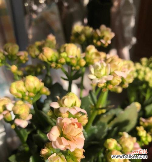 探寻长寿花开花的预示及祝福寓意 长寿花开花的寓意与象征意义