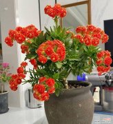 探寻长寿花开花的预示及祝福寓意 长寿花开花的寓意与象征意义