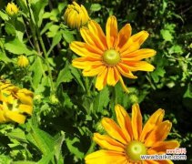 探索绿色菊花的情感象征和内涵 绿色菊花花语揭示的情感与寓意