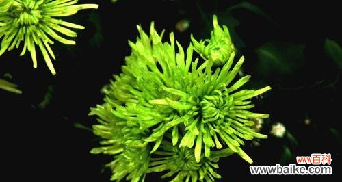 解读绿色菊花背后的深层寓意 绿色菊花的象征意义