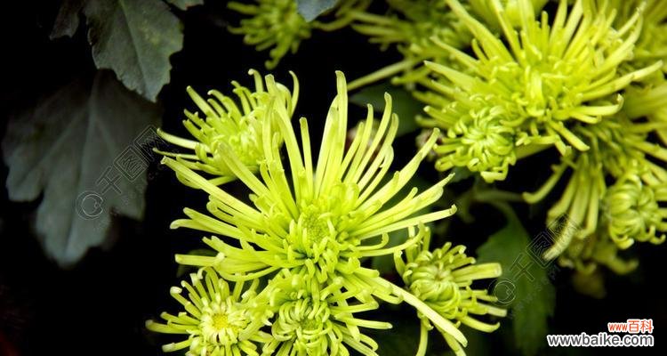 解读绿色菊花背后的深层寓意 绿色菊花的象征意义