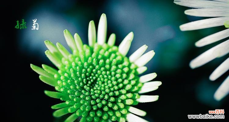 解读绿色菊花背后的深层寓意 绿色菊花的象征意义