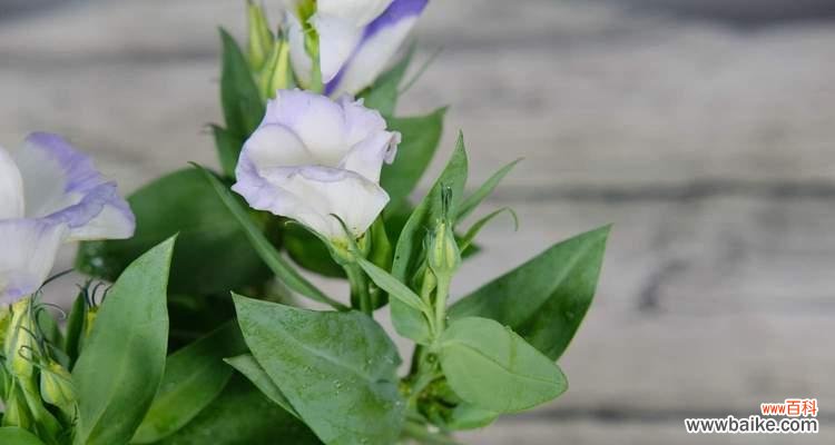 解读绿色桔梗花的深刻寓意 绿色桔梗花的花语与意义