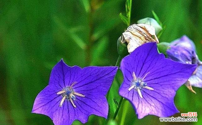 解读绿色桔梗花的深刻寓意 绿色桔梗花的花语与意义