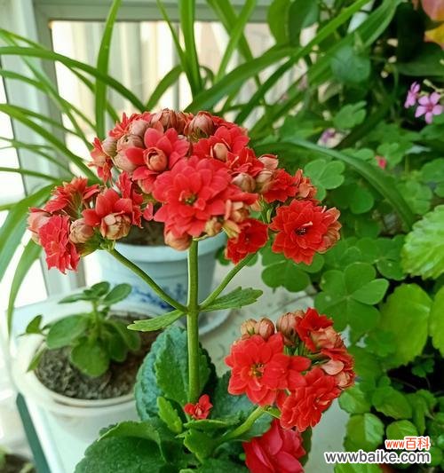 揭示长寿花的祝福和象征含义 长寿花花语的寓意与象征